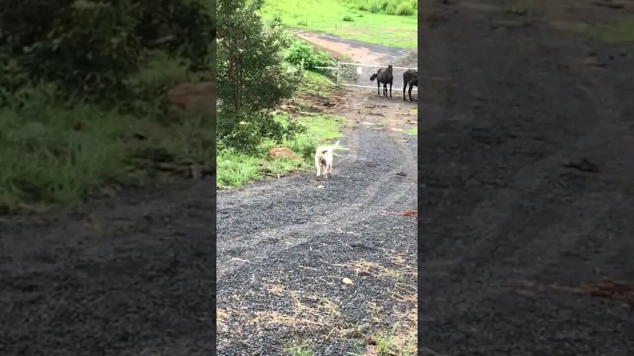 Pit bull runs off to bury his bone! So cute part II