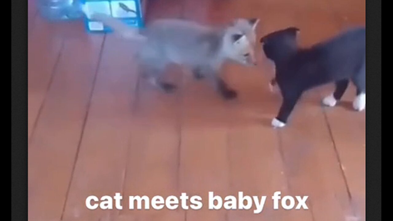 Cat Meets Baby Fox