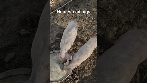 #homestead #pigs #pork #whey #farm #homesteading