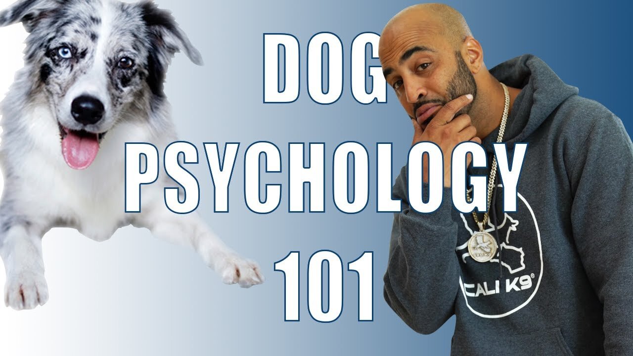 Dog Psychology 101 - Stop Bad Behavior