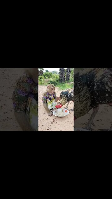 Super cute Super smart monkey 🐒