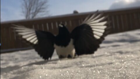 Clash of Magpie birds in ice 🧊 sunny ☀️ day in Canada