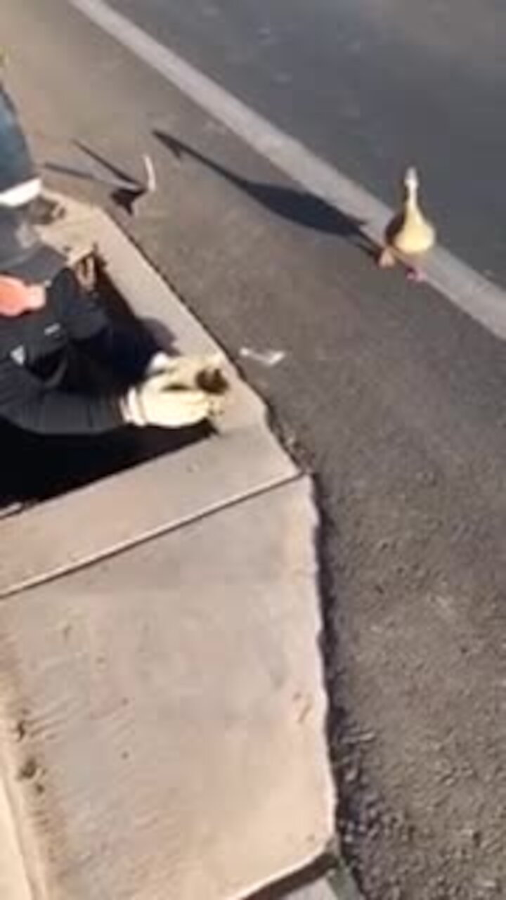 Firefighters go the extra mile to rescue ducklings in sewer drain