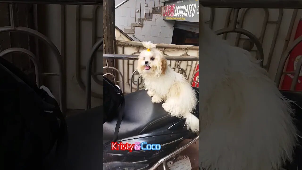 coco going to garden 😀 #dogslover #cutedog #shortvideo #shihtzu