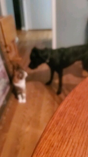 He Gave Up Quick.......😄😄