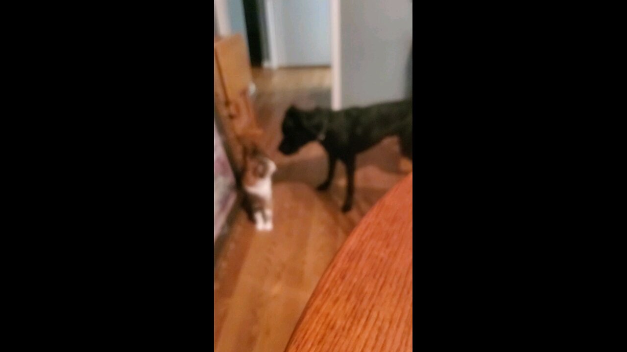 He Gave Up Quick.......😄😄