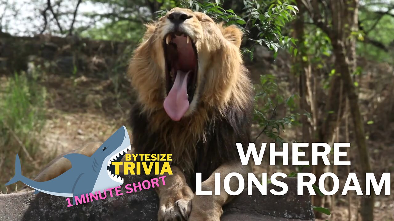 Where Lions Roam - Fascinating Trivia Short #africa #lion #trivia