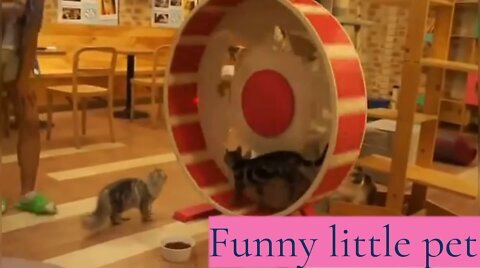 Funny little pets