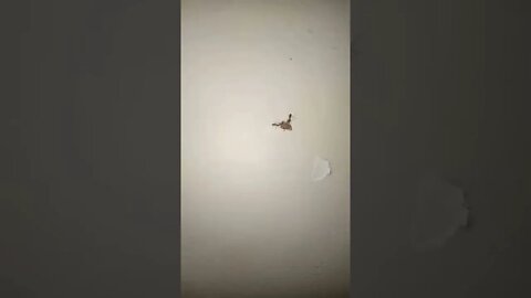 Small ants taking food up the wall