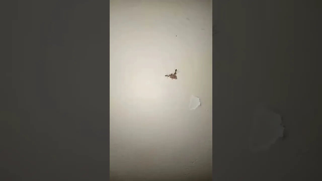 Small ants taking food up the wall