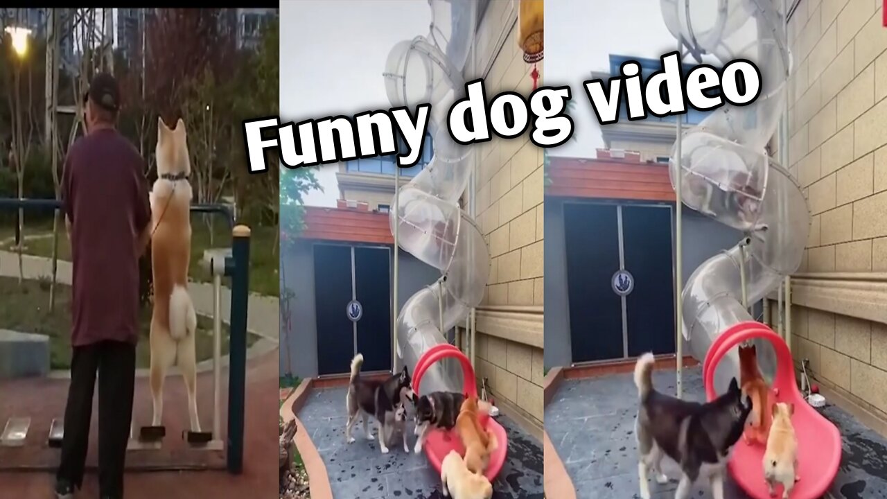 Animals Funny video 🤣2022, Dog Funny video, Tending video