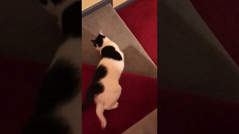 Liquid Cat