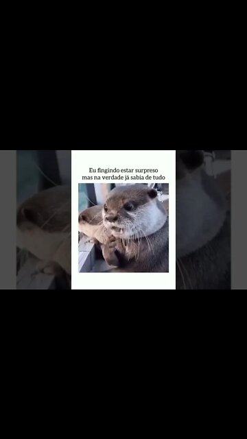 Você até pode fingir surpresa, mas nunca dizer que desconhece o BDMercantil! Consulte-nos!