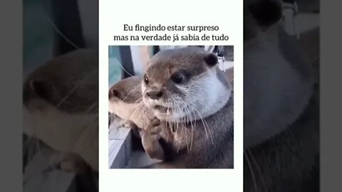 Você até pode fingir surpresa, mas nunca dizer que desconhece o BDMercantil! Consulte-nos!