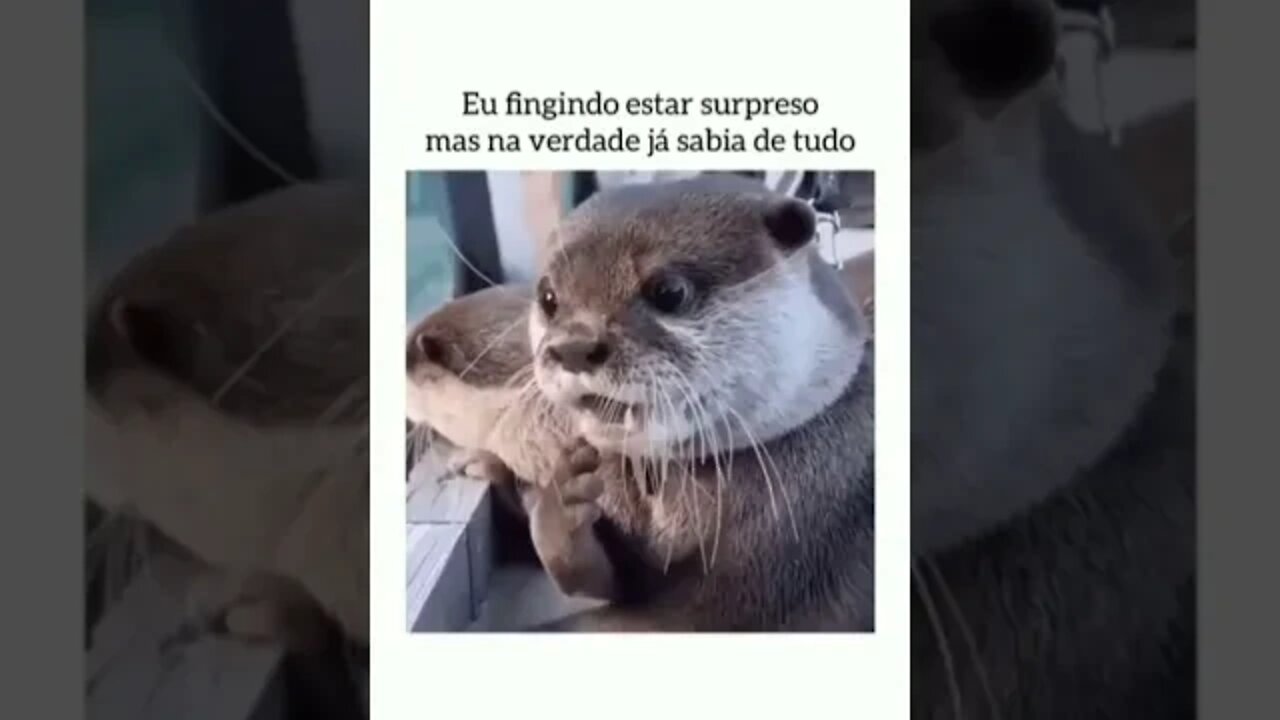 Você até pode fingir surpresa, mas nunca dizer que desconhece o BDMercantil! Consulte-nos!