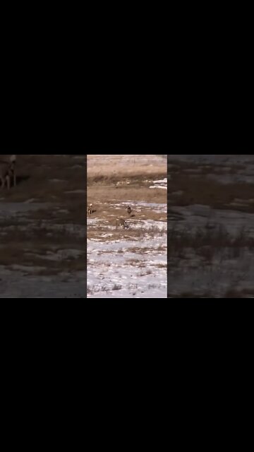 Muley herd 900 yds N of the shack.