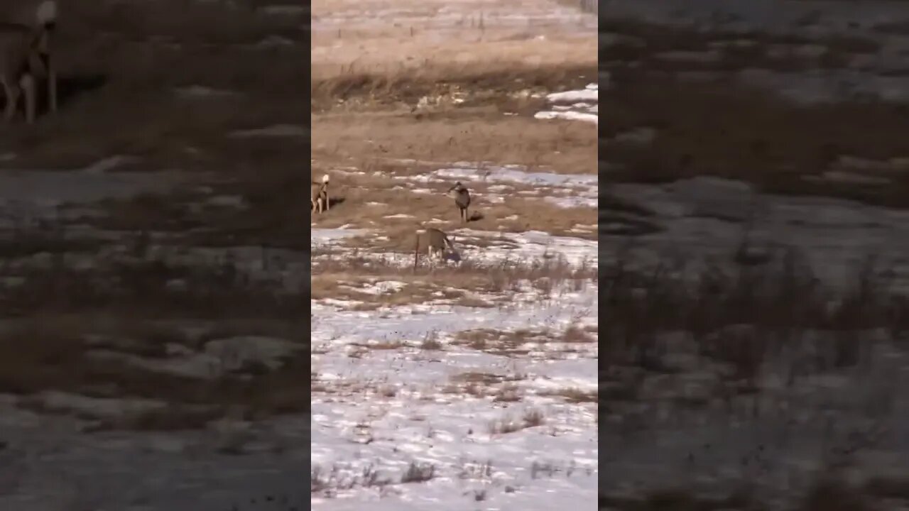 Muley herd 900 yds N of the shack.