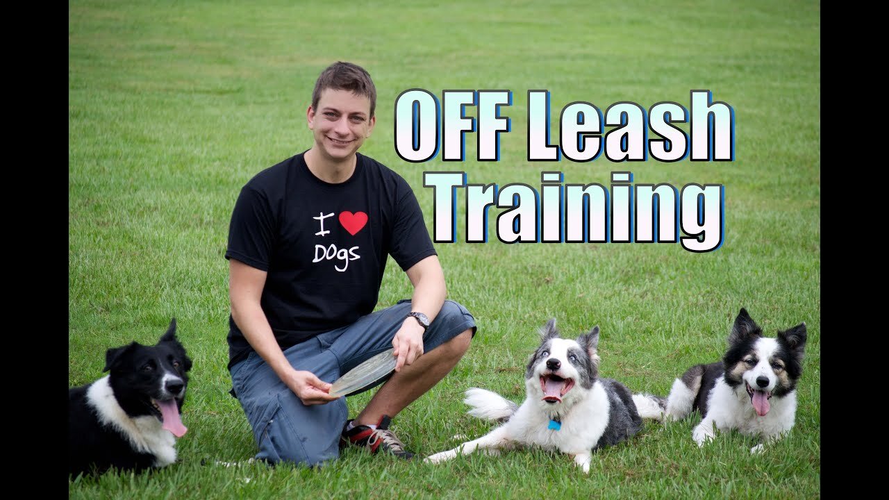 Do you want your dog to stay with you off leash?