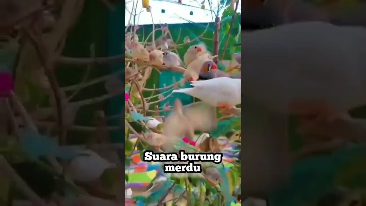 Suara burung 🐦 merdu sekali