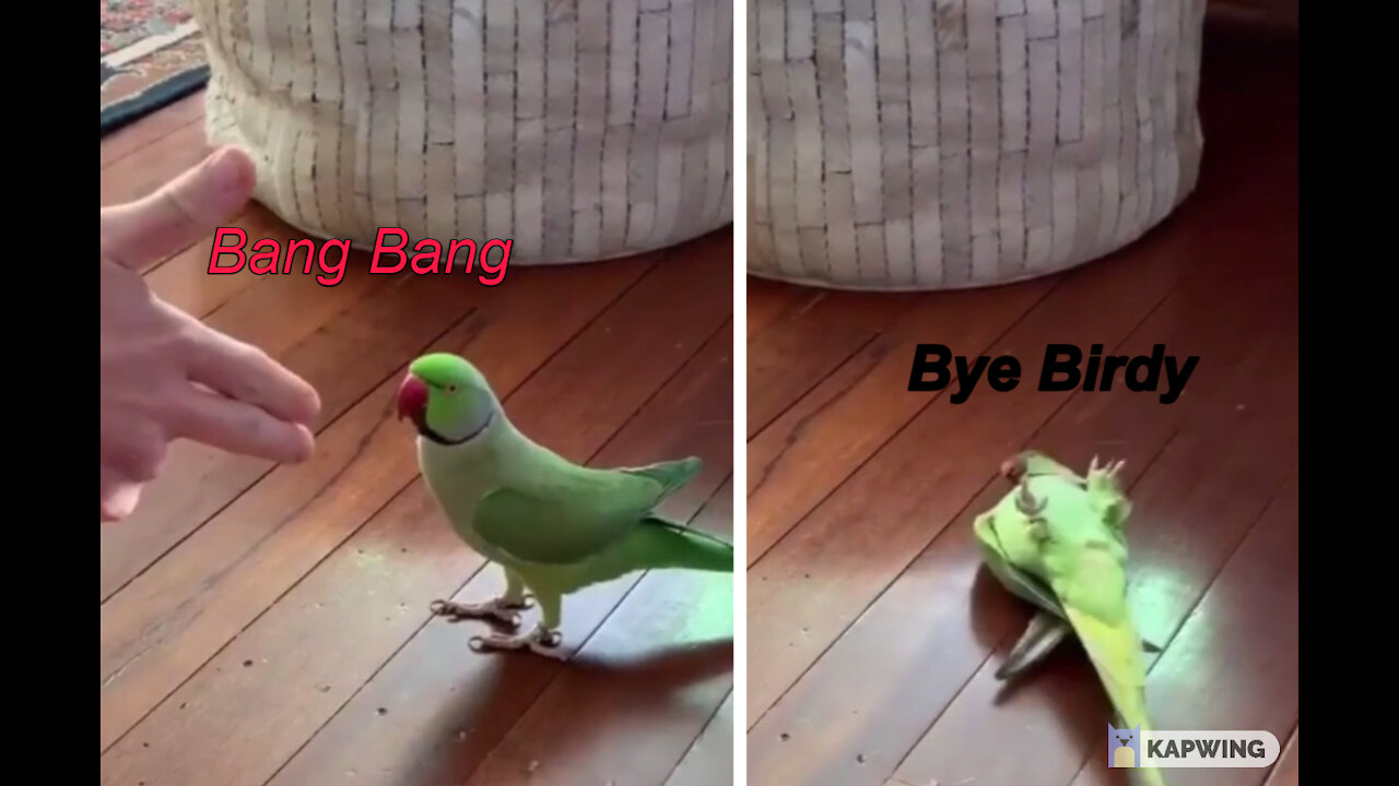 Bird pretends to get shot for a treat!