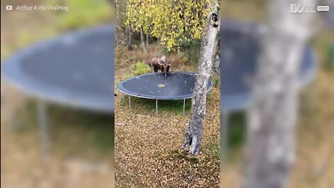 Un orignal s'attaque à un trampoline