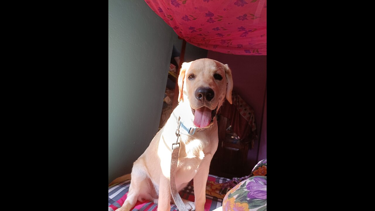 Labrador retriever puppy play with ball 🏀