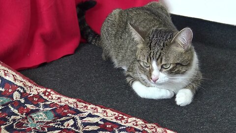 Sleepy cat Is Sitting on the Floor
