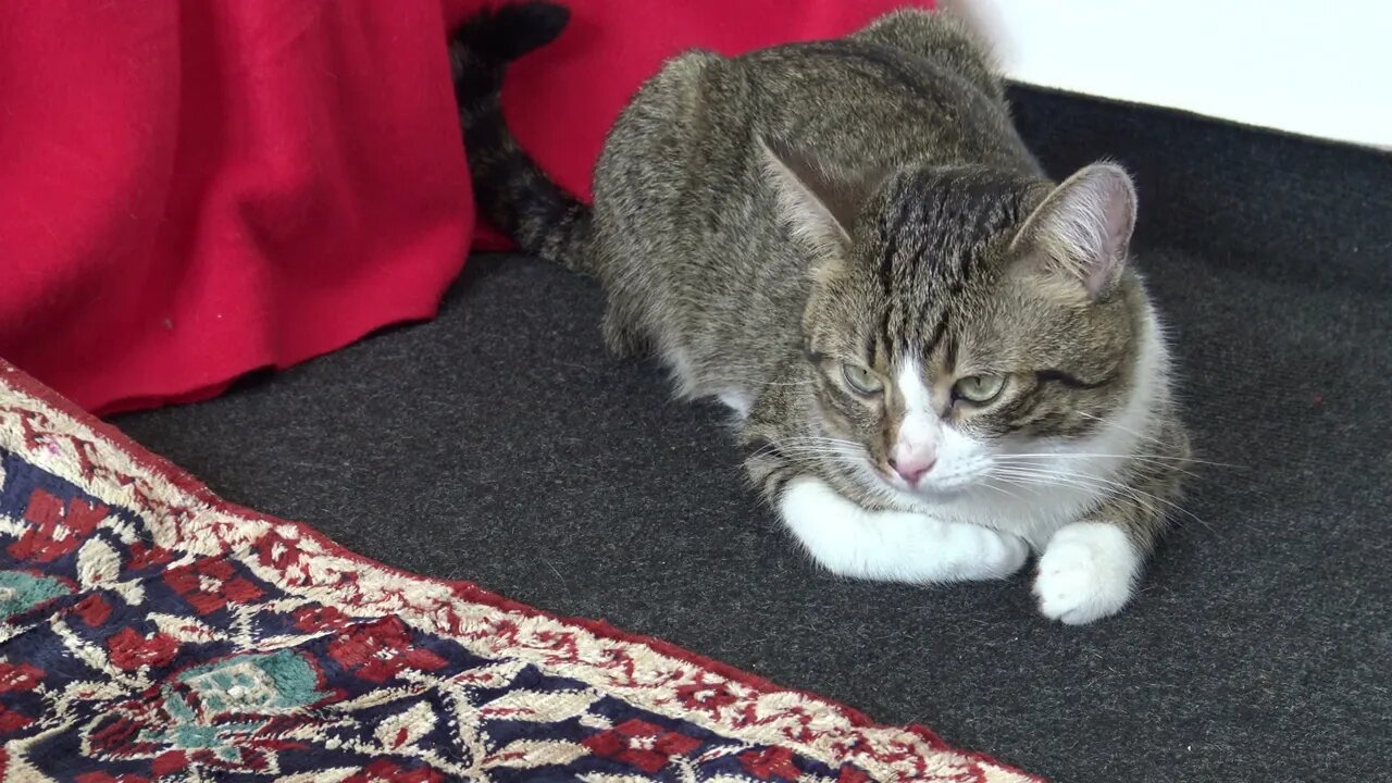 Sleepy cat Is Sitting on the Floor