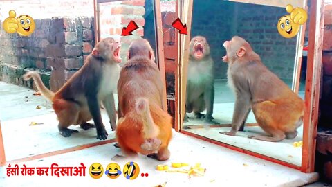 Mirror Vs Monkey Funny Reaction