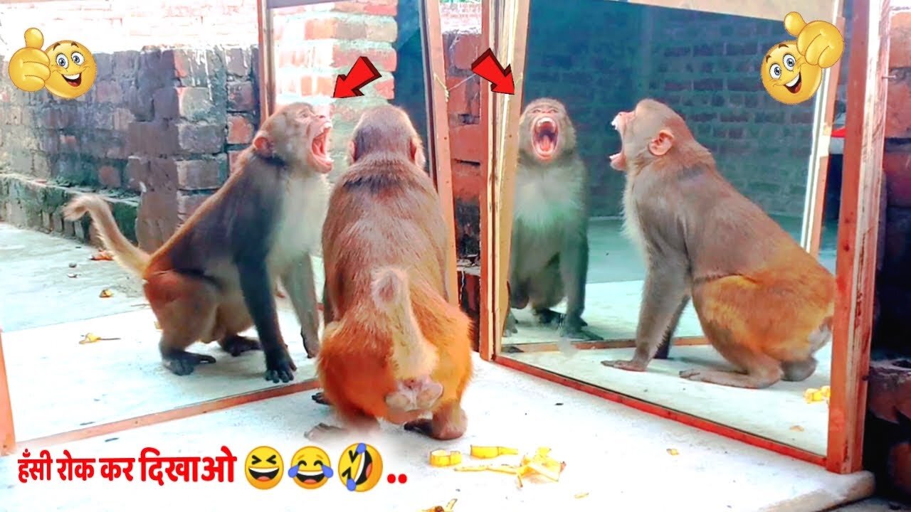 Mirror Vs Monkey Funny Reaction