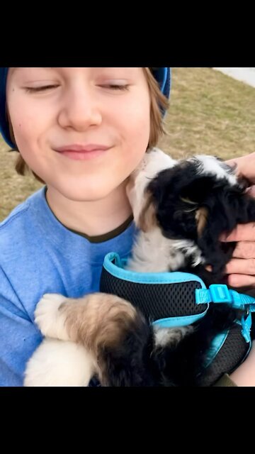 Desmond hugs a Bernadoodle puppy