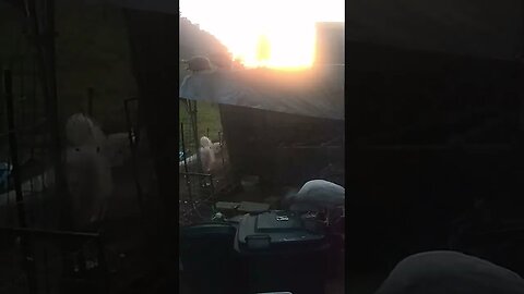Guinea fowl at sunrise