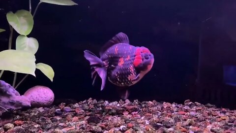 Big Giant Oranda Goldfish-2