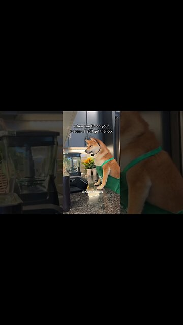 This dog takes his job serious 🙄 🤣 #dog #funny