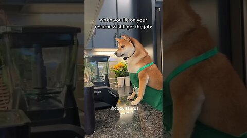 This dog takes his job serious 🙄 🤣 #dog #funny