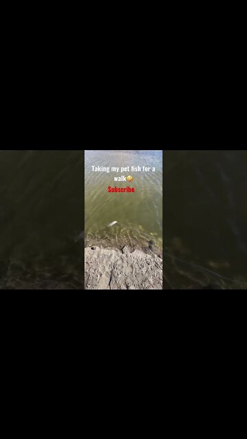Walking my pet fish!