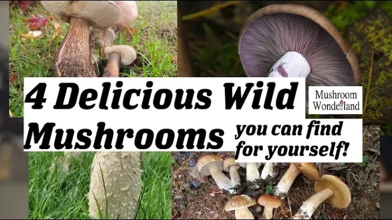 4 Delicious Wild Mushrooms You Can Find For Yourself