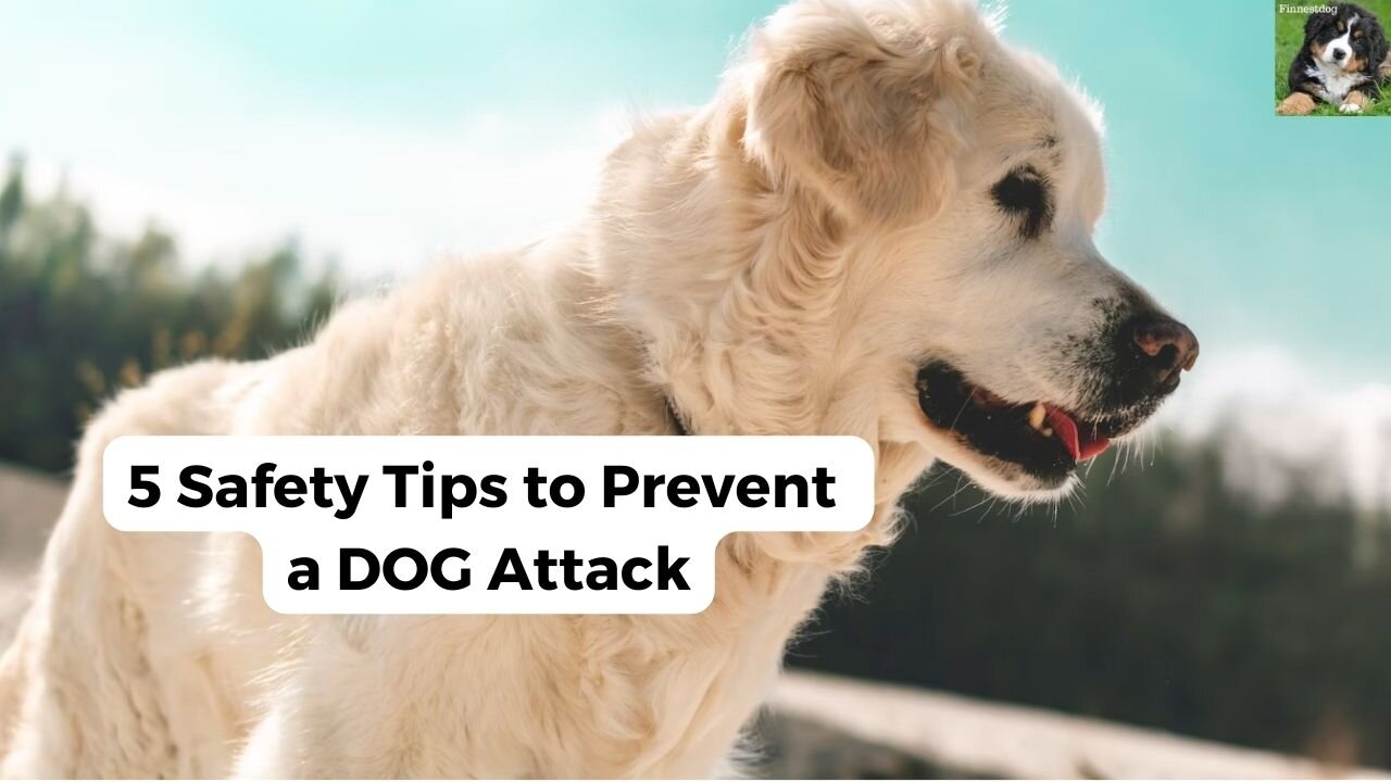 5 Safety Tips to Prevent a DOG Attack