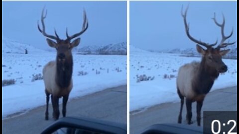 Angry ball elk pops tire with his horns