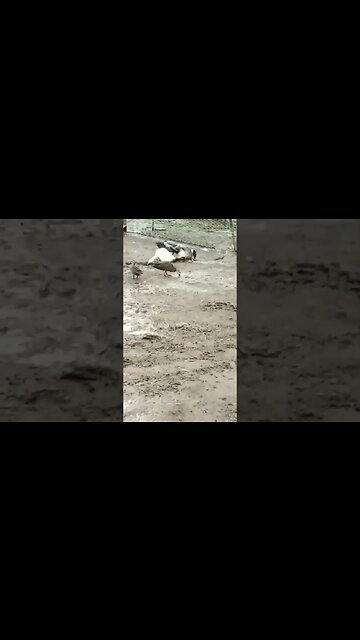 Two wild ducks In the pen with the other ducks