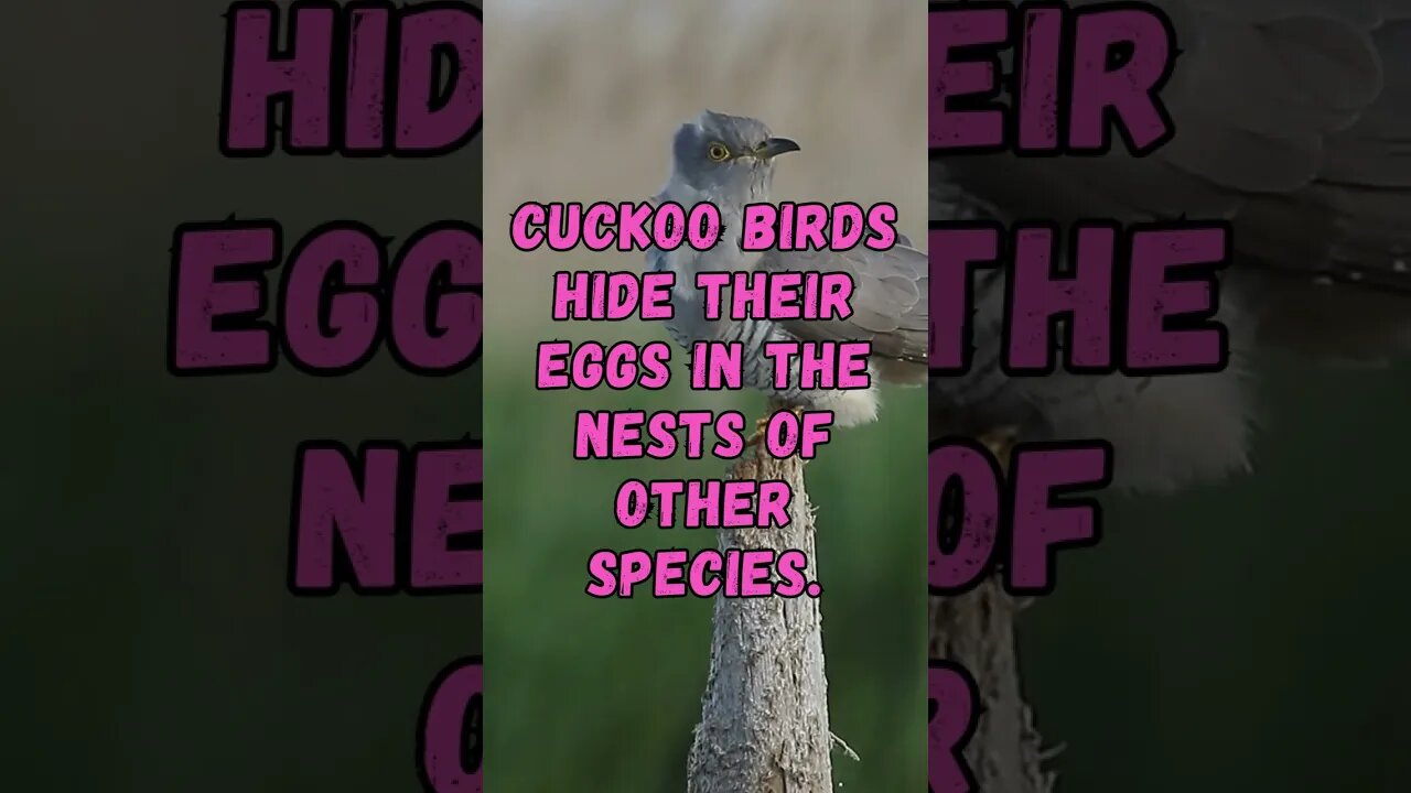 🐦🪺Discover Fascinating Animal Facts👀 #shorts #shortsfact #animalfacts #cuckoobird #egg #nest #cuckoo