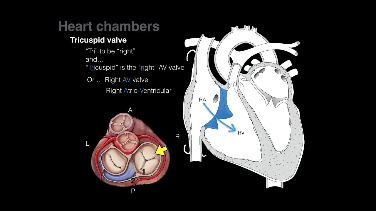 Overview of Heart Anatomy Tutorial