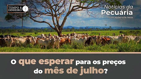 Boi gordo : o que esperar para os preços do mês de julho? Hyberville Neto comenta