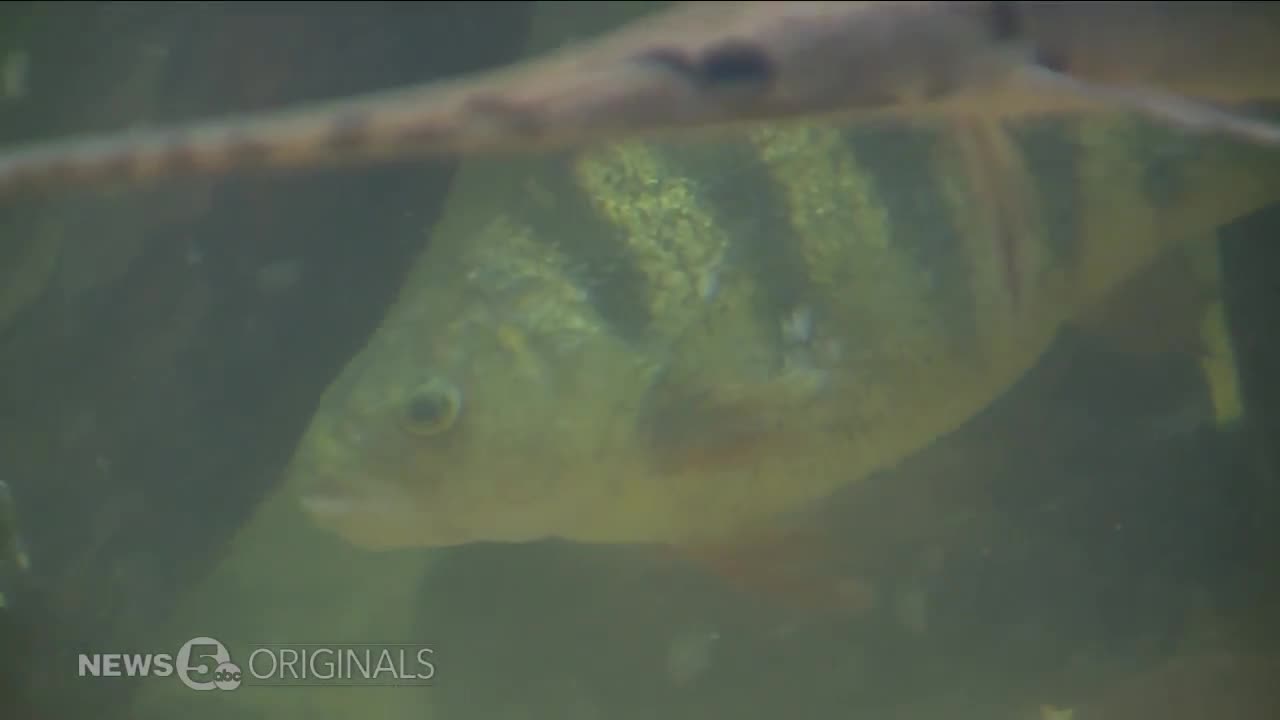 Lake Erie is experiencing a shortage of yellow perch