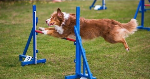 Best of the Agility competition from the 2020 Westminster Kennel Club Dog show | FOX SPORTS