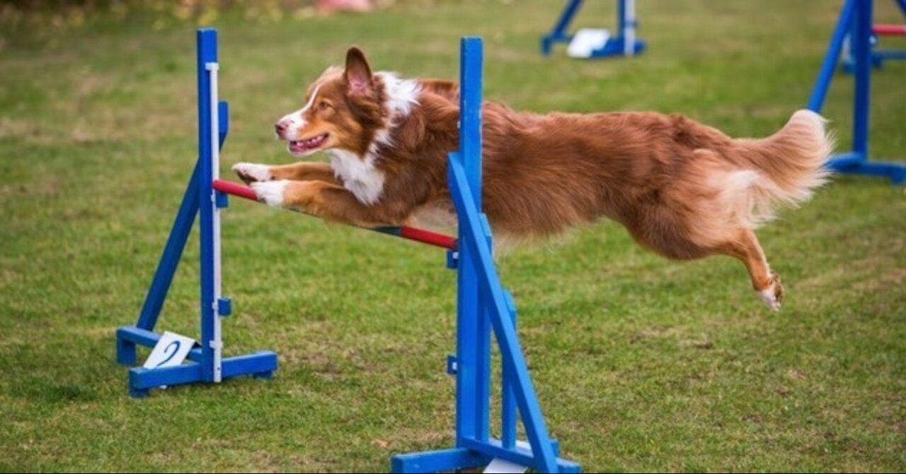 Best of the Agility competition from the 2020 Westminster Kennel Club Dog show | FOX SPORTS