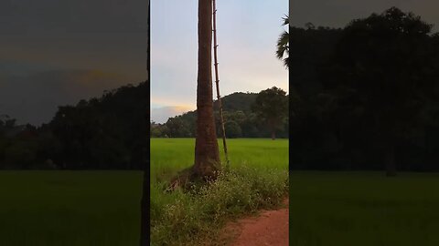 Palm tree and mountain create a very beautiful sunset| #golden_hour #sunset #shorts