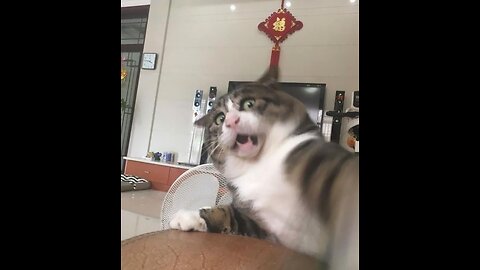 Funny cat videos🤣