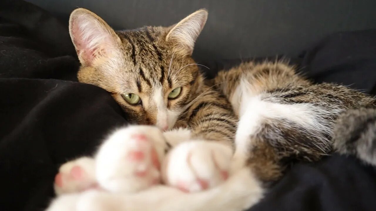Sly Cat Found a Warm Place to Sleep