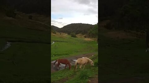 The secret lives of horses